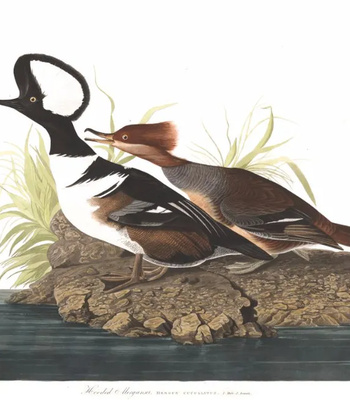 Agent Ada comic porn sex 2