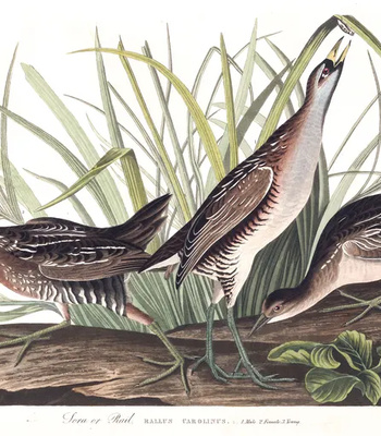 Agent Ada comic porn sex 3