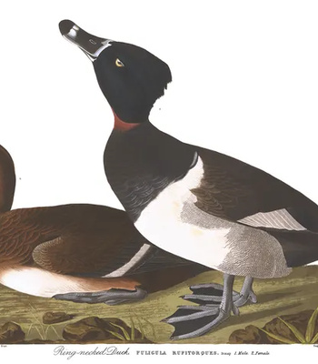 Agent Ada comic porn sex 4