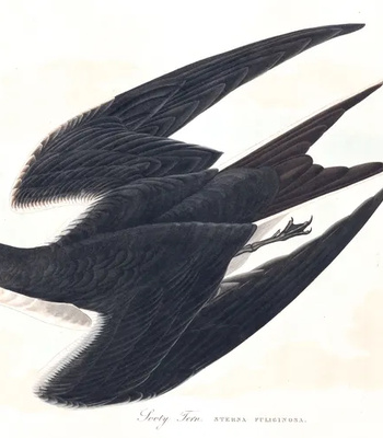 Agent Ada comic porn sex 5