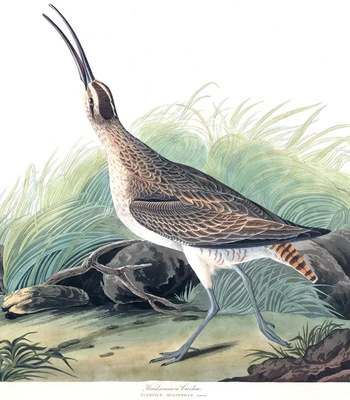 Agent Ada comic porn sex 7