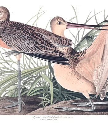 Agent Ada comic porn sex 8