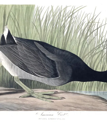 Agent Ada comic porn sex 9