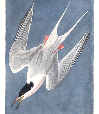 Agent Ada comic porn sex 10