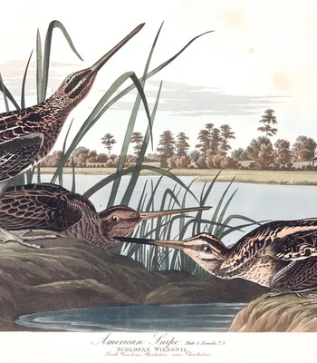 Agent Ada comic porn sex 13