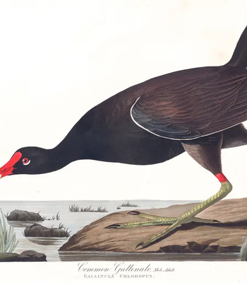 Agent Ada comic porn sex 14