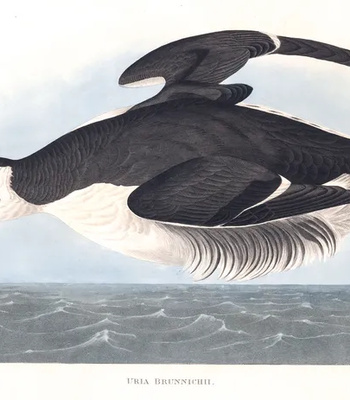 Agent Ada comic porn sex 15