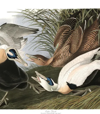 Agent Ada comic porn sex 16