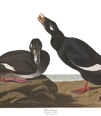 Agent Ada comic porn sex 17