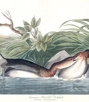 Agent Ada comic porn sex 18