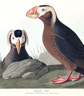 Agent Ada comic porn sex 19