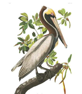 Agent Ada comic porn sex 21