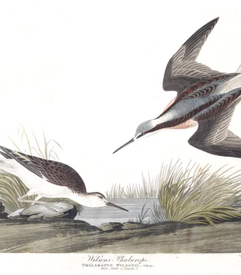 Agent Ada comic porn sex 24