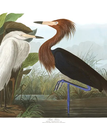 Agent Ada comic porn sex 26