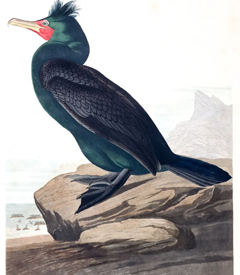 Agent Ada comic porn sex 27