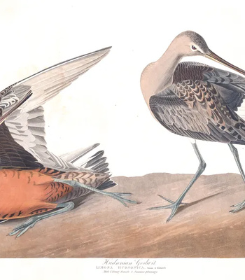 Agent Ada comic porn sex 28