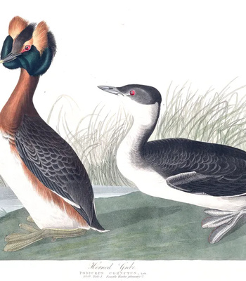 Agent Ada comic porn sex 29