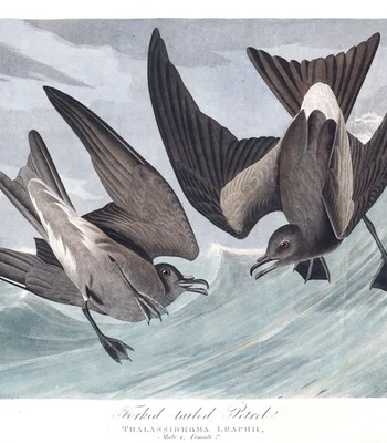 Agent Ada comic porn sex 30