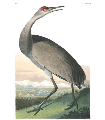 Agent Ada comic porn sex 31