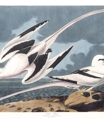 Agent Ada comic porn sex 32