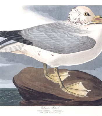 Agent Ada comic porn sex 34