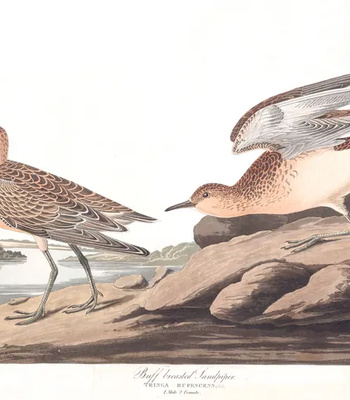 Agent Ada comic porn sex 35