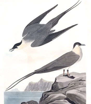 Agent Ada comic porn sex 37