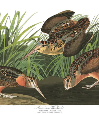 Agent Ada comic porn sex 38