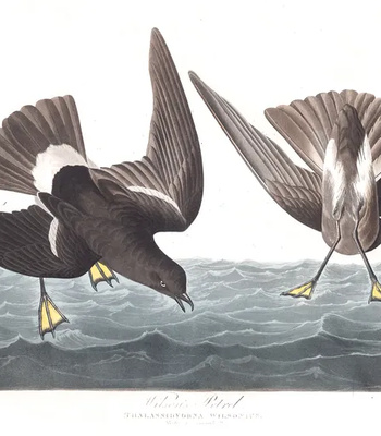 Agent Ada comic porn sex 40