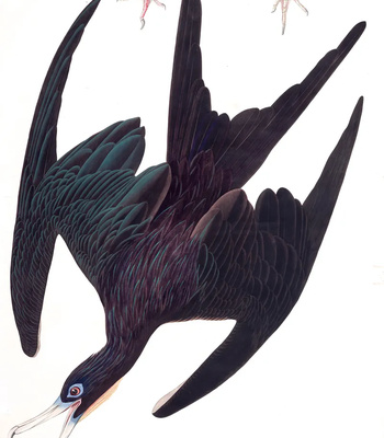 Agent Ada comic porn sex 41