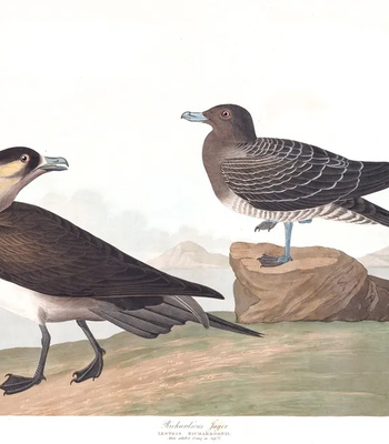 Agent Ada comic porn sex 42