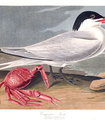 Agent Ada comic porn sex 43