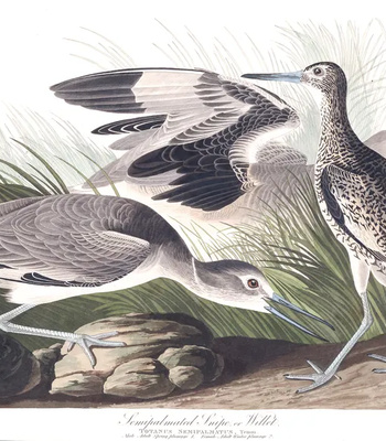 Agent Ada comic porn sex 44