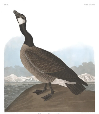 Agent Ada comic porn sex 47