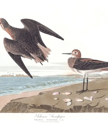 Agent Ada comic porn sex 48