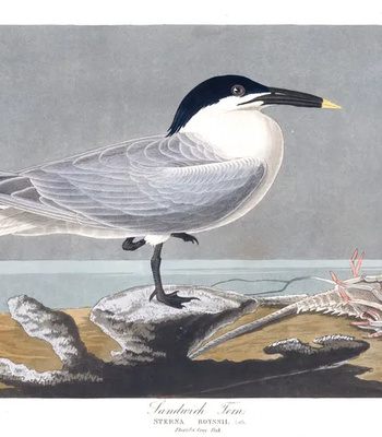 Agent Ada comic porn sex 49