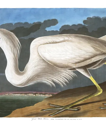 Agent Ada comic porn sex 51