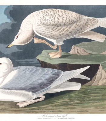 Agent Ada comic porn sex 52