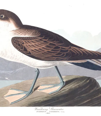 Agent Ada comic porn sex 53