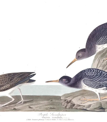 Agent Ada comic porn sex 54