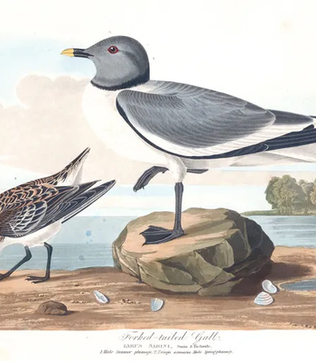 Agent Ada comic porn sex 55