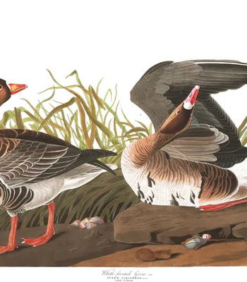 Agent Ada comic porn sex 56