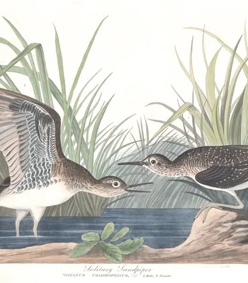 Agent Ada comic porn sex 59