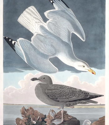 Agent Ada comic porn sex 61