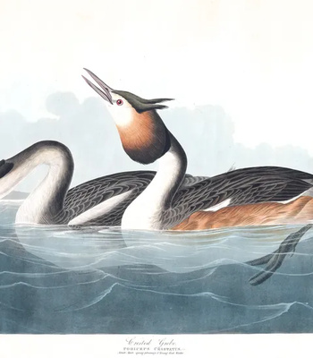 Agent Ada comic porn sex 62