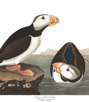 Agent Ada comic porn sex 63