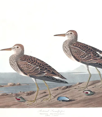 Agent Ada comic porn sex 64