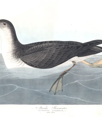 Agent Ada comic porn sex 65