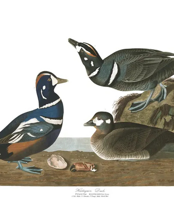 Agent Ada comic porn sex 67