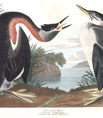 Agent Ada comic porn sex 68